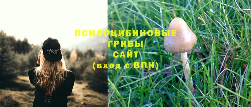 где найти наркотики  Зеленодольск  Галлюциногенные грибы Cubensis 